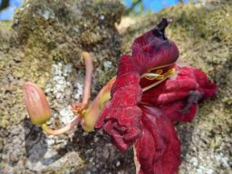 Kigelia africana flowering on old stem
